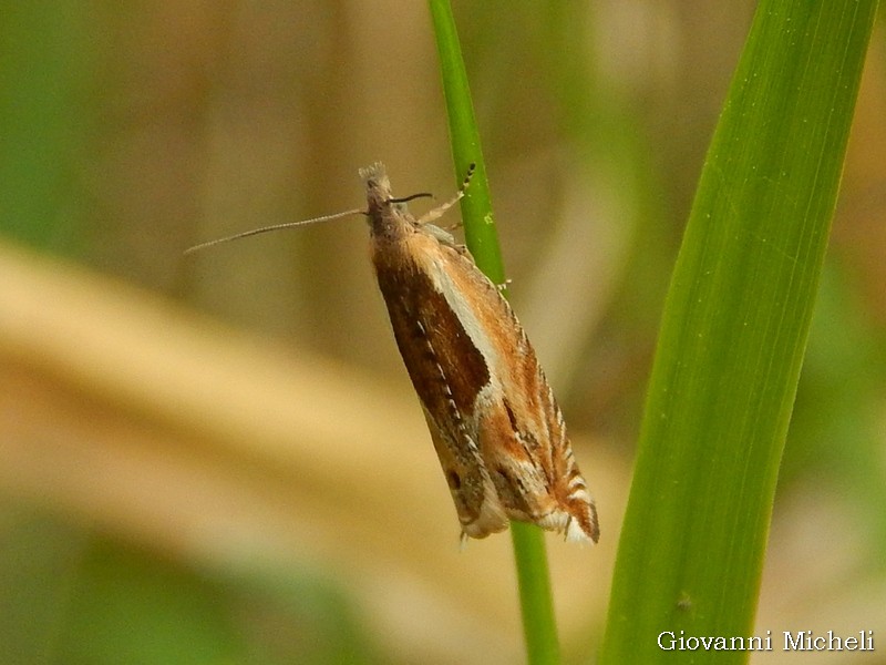 Tortricidae: Ancylis apicella